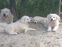 abruzzese shepherd dog